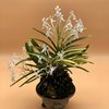 Neofinetia falcata Miyakohabutae 都羽二重   